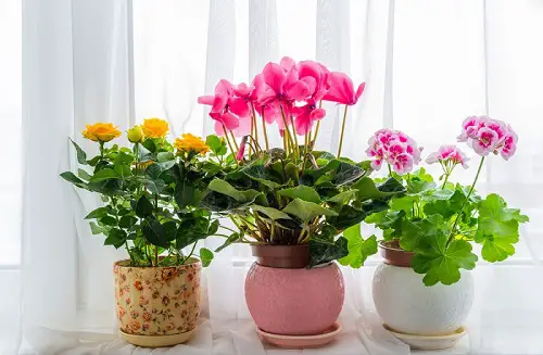 Awesome Indoor Windowsill Flower Garden Ideas