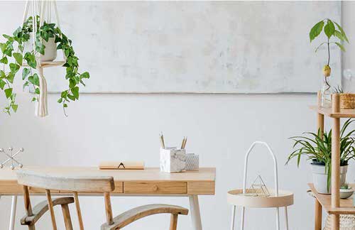 Best House Plants Home Pictures for Inspiration 13
