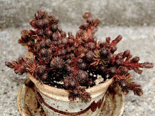 Types of Sedums 14