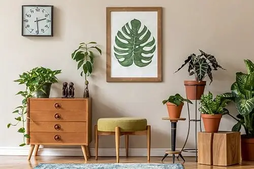 Best House Plants Home Pictures for Inspiration 14