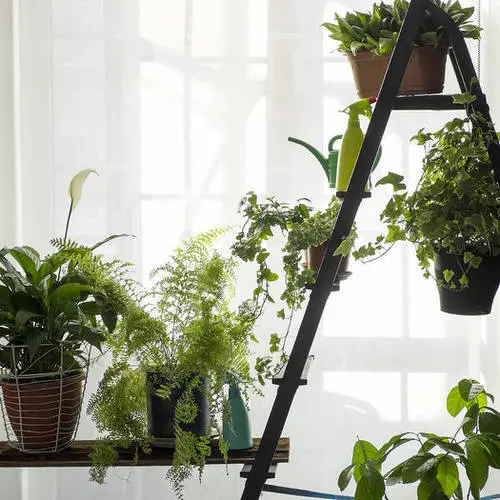 Ladder by the Window