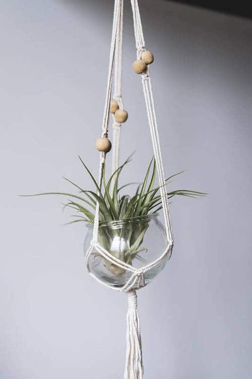 Little Indoor Plants ideas