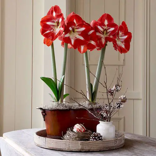 top Popular Holiday Season Houseplants