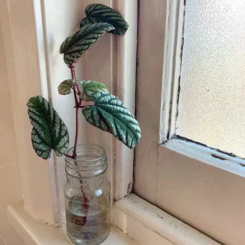 Rex Begonia Vine on windowsill
