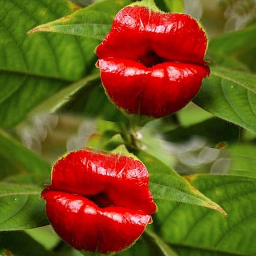 top  Flowers that Look Like Things