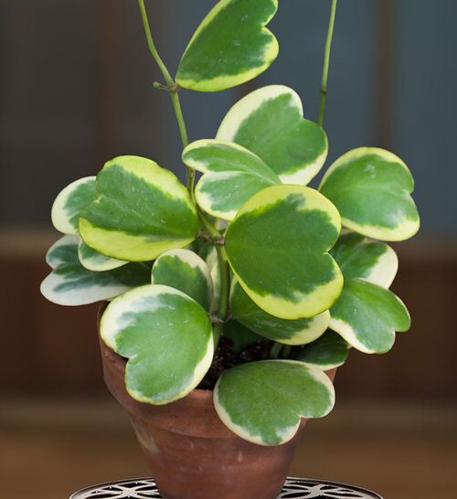 top best variegated succulents to cultivate 
