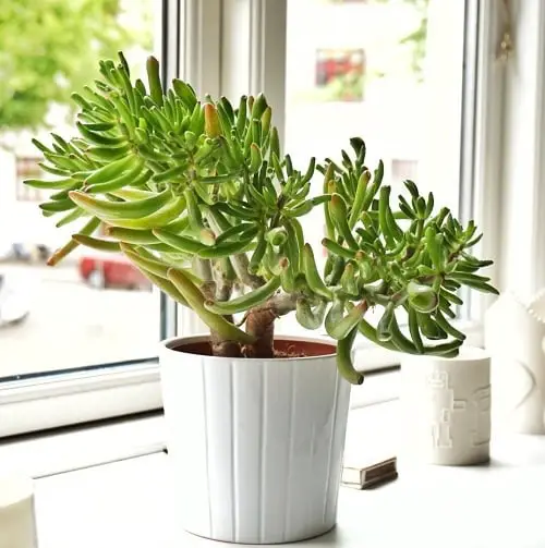 Tolkien Group of Jade Plants 2