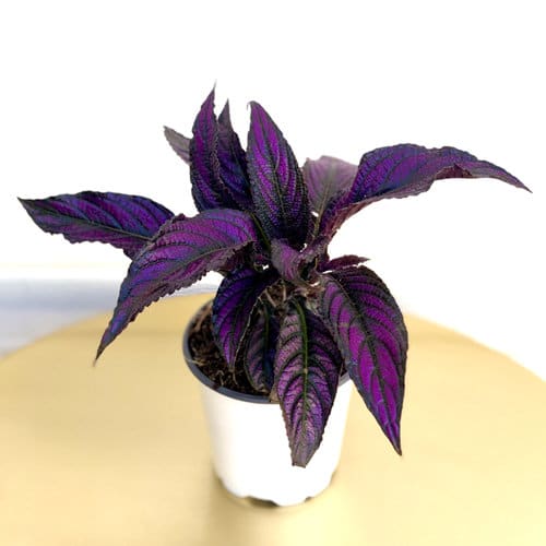 Metallic Sheen Indoor Plants 2