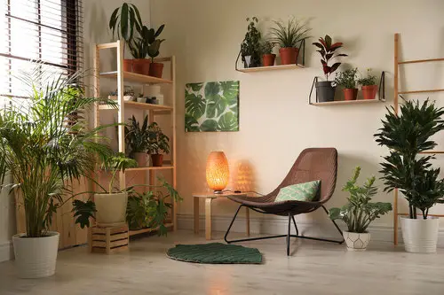Best House Plants Home Pictures for Inspiration 16