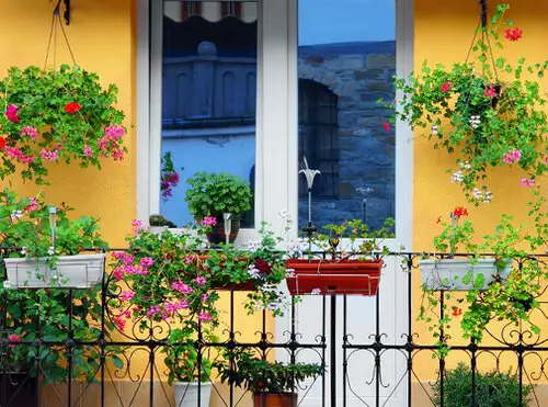 . Plants on a Mini Balcony