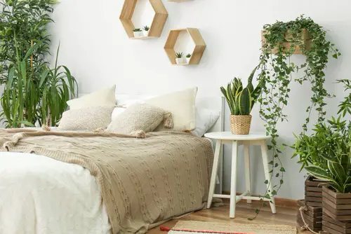 Best House Plants Home Pictures for Inspiration 17