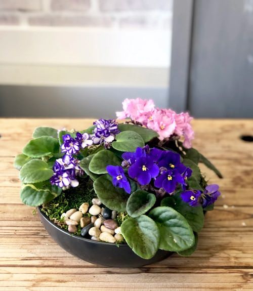 top Adorable Mini Indoor Plants 