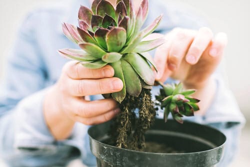 What to Do with Overwatered Succulents 3