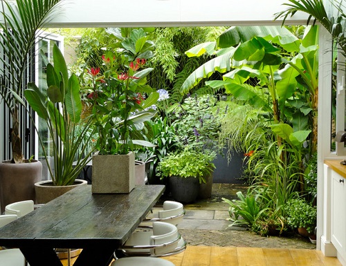 Garden with Big Foliage Plants