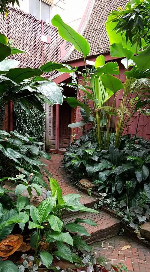 Tropical Rainforest with Banana and Philos