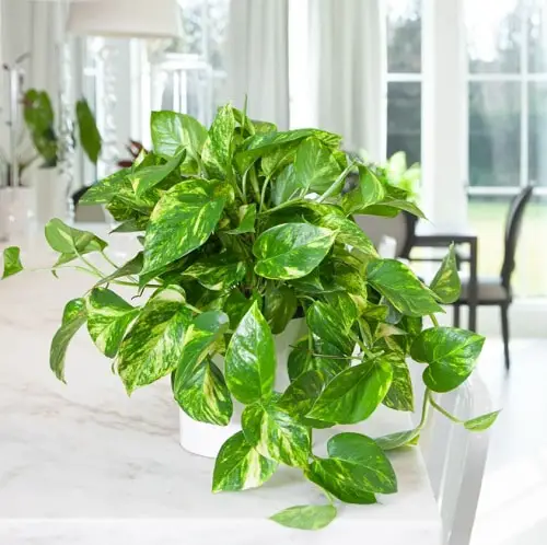 Secret Tips to Grow Lush Pothos Plant 3