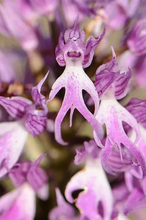 Plants or Flowers that Look Like Things 