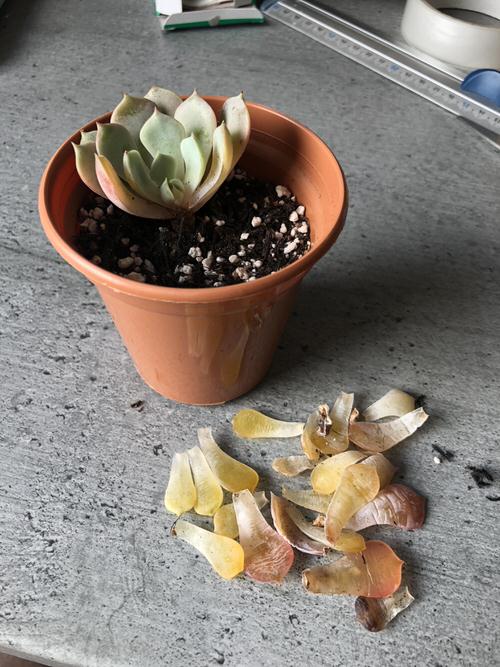 The number one reason why succulents die is overwatering. If you're facing that as well, it's essential to learn How to Save an Overwatered Succulent.