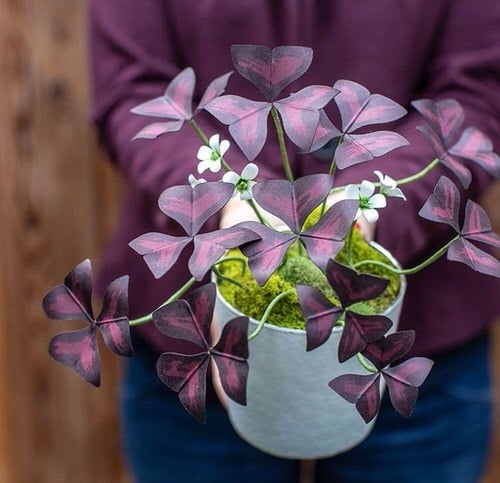 Adorable Mini Indoor Plants in house