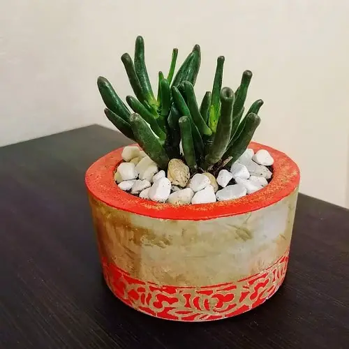 Tolkien Group of Jade Plants 4