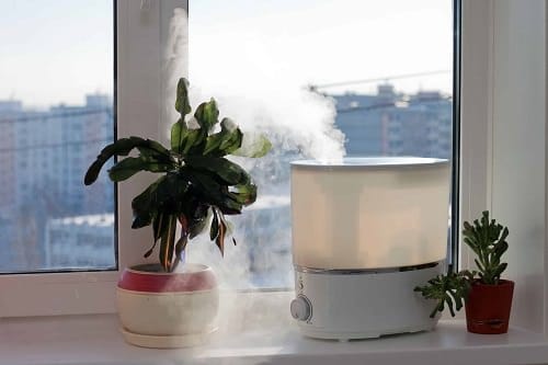 Quick Hacks for Dying Plants 2