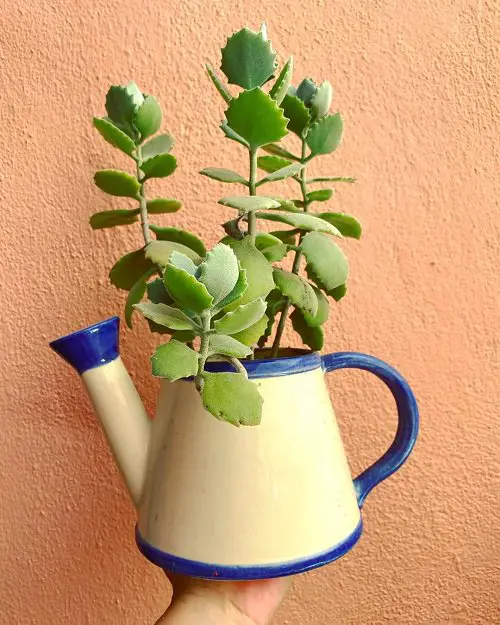 beautiful Mini Indoor Plants 