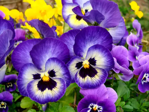 Blooms That Remind Me of Things