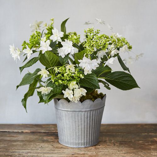 Holiday Season Houseplants 