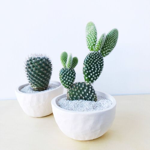 Really Beautiful Drought Tolerant Houseplants 4