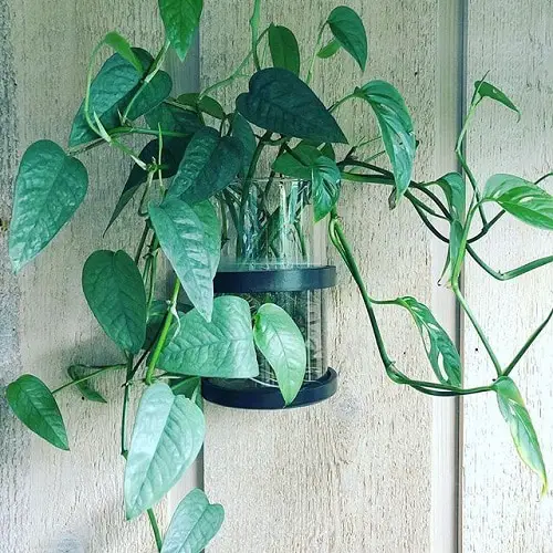 Cebu Blue Pothos vine Grow in Water jar