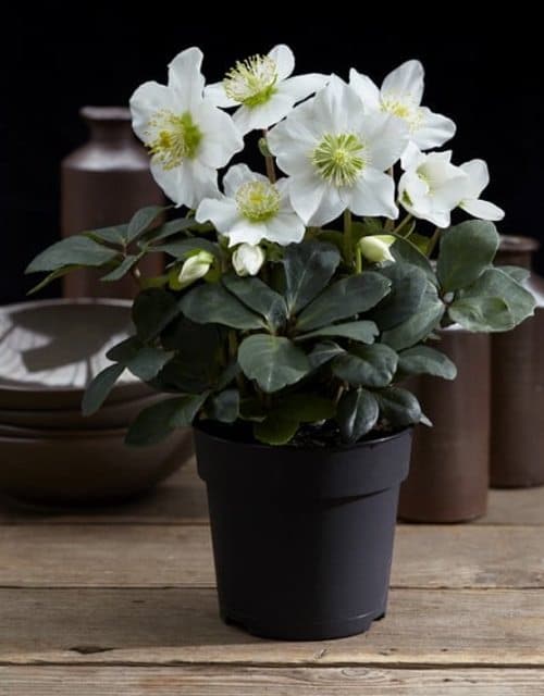Holiday Season Houseplants 