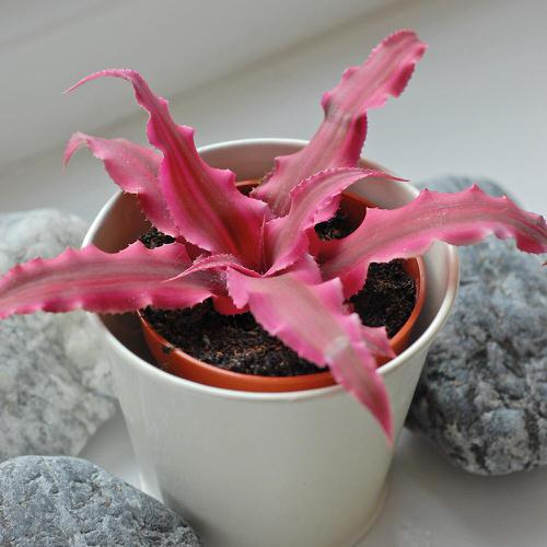 Cute Little Indoor Plants 
