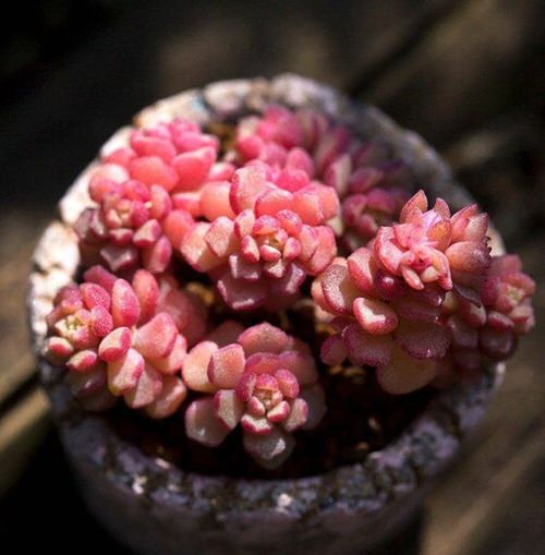 Types of Sedums 4