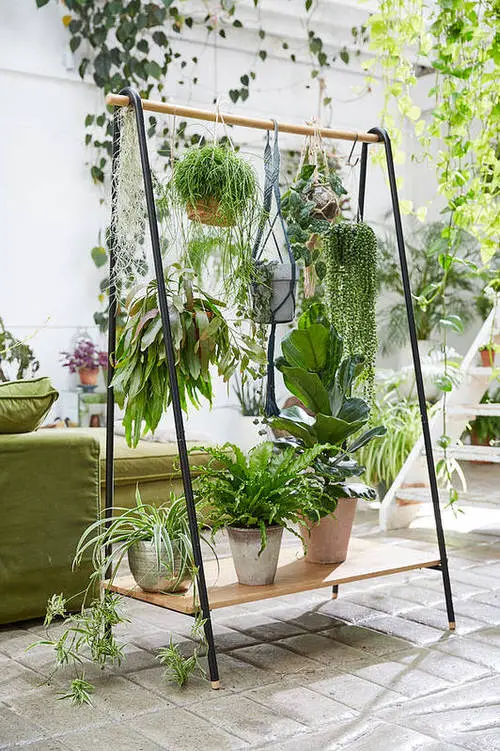 Best House Plants Home Pictures for Inspiration 4