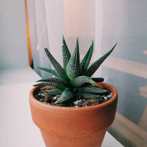 best Cute Little Indoor Plants 

