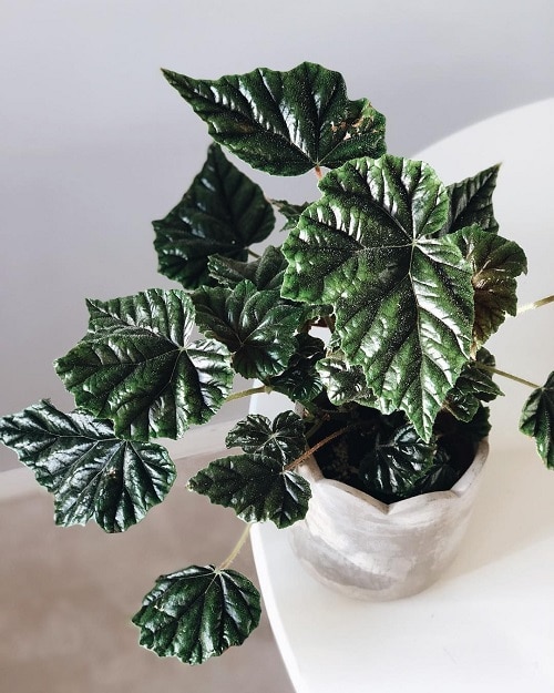 Metallic Sheen Indoor Plants 4