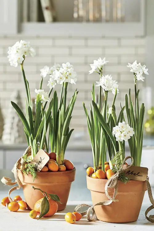 Popular Holiday Season Houseplants