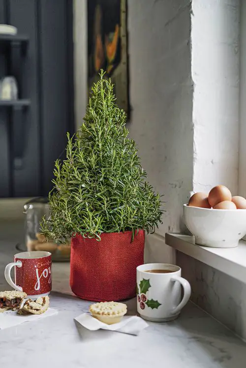 Festive Indoor Plants