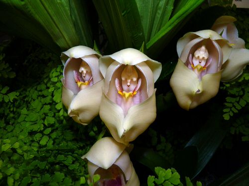 beautiful Blooms That Remind Me of Things