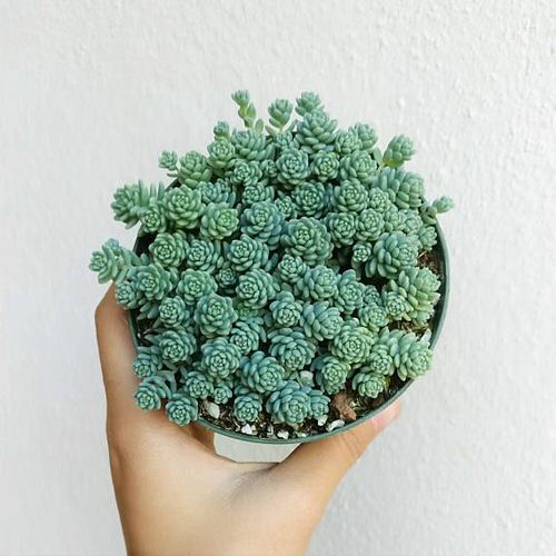 Types of Sedums 5