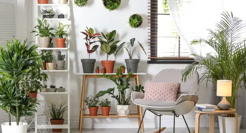 Quick Hacks for Dying Plants 3