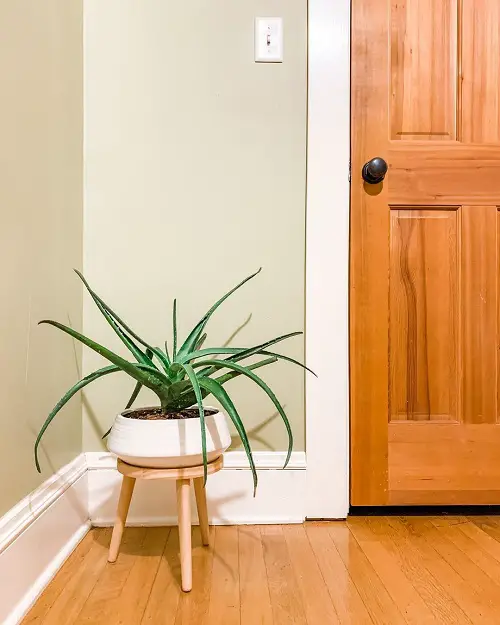 aloe-vera-indoor-decor-ideas A Beautiful Pot & Stand Combo