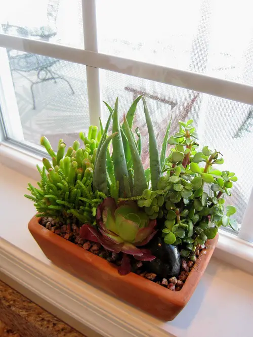 A Windowpane Greenscape Indoor Decor Ideas 15