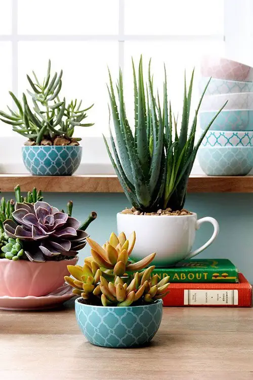 Aloe in a Large Tea Cup Decor Ideas 17