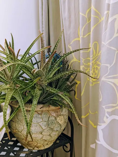 A Spotted Aloe in a Rustic Pot