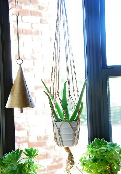 Hanging Aloe on the Window