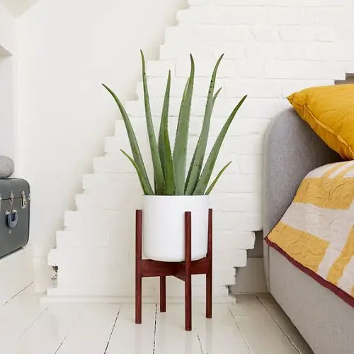 Aloe Vera in a White Planter with a Wooden Stand