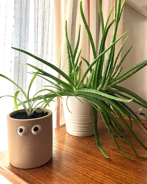 aloe-vera-indoor-decor-ideas 3