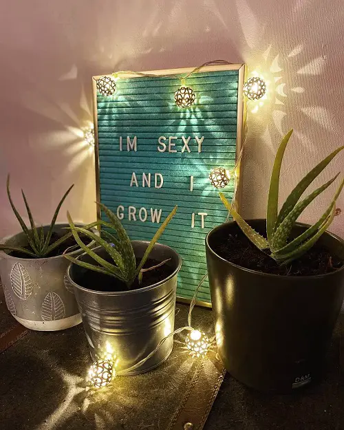 Aloe Vera With a Sign Board Signifying What It Is!