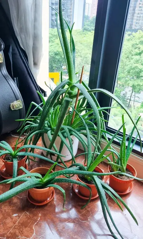 Plants That Release Oxygen 24 Hours 58